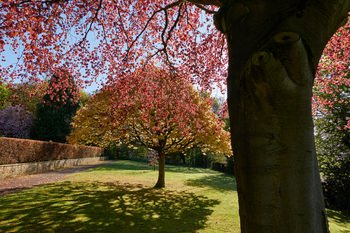 Tapton Park early Autumn This landscape photograph captures Tapton Park in Chesterfield, England, during the early hours of an autumn morning. The scene is dominated by trees, some with red and gold leaves, which are typical of the autumn season in the United Kingdom. Sunlight filters through the branches, casting distinct shadows on the well-kept grass of the park. The photograph showcases the tranquil and natural setting that is characteristic of Tapton Park in the heart of Chesterfield, England.